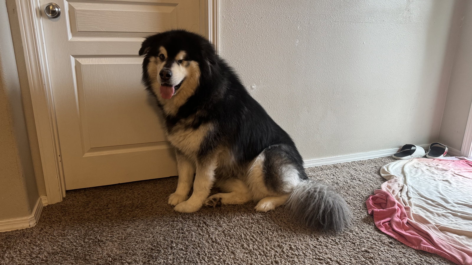 dog-image
