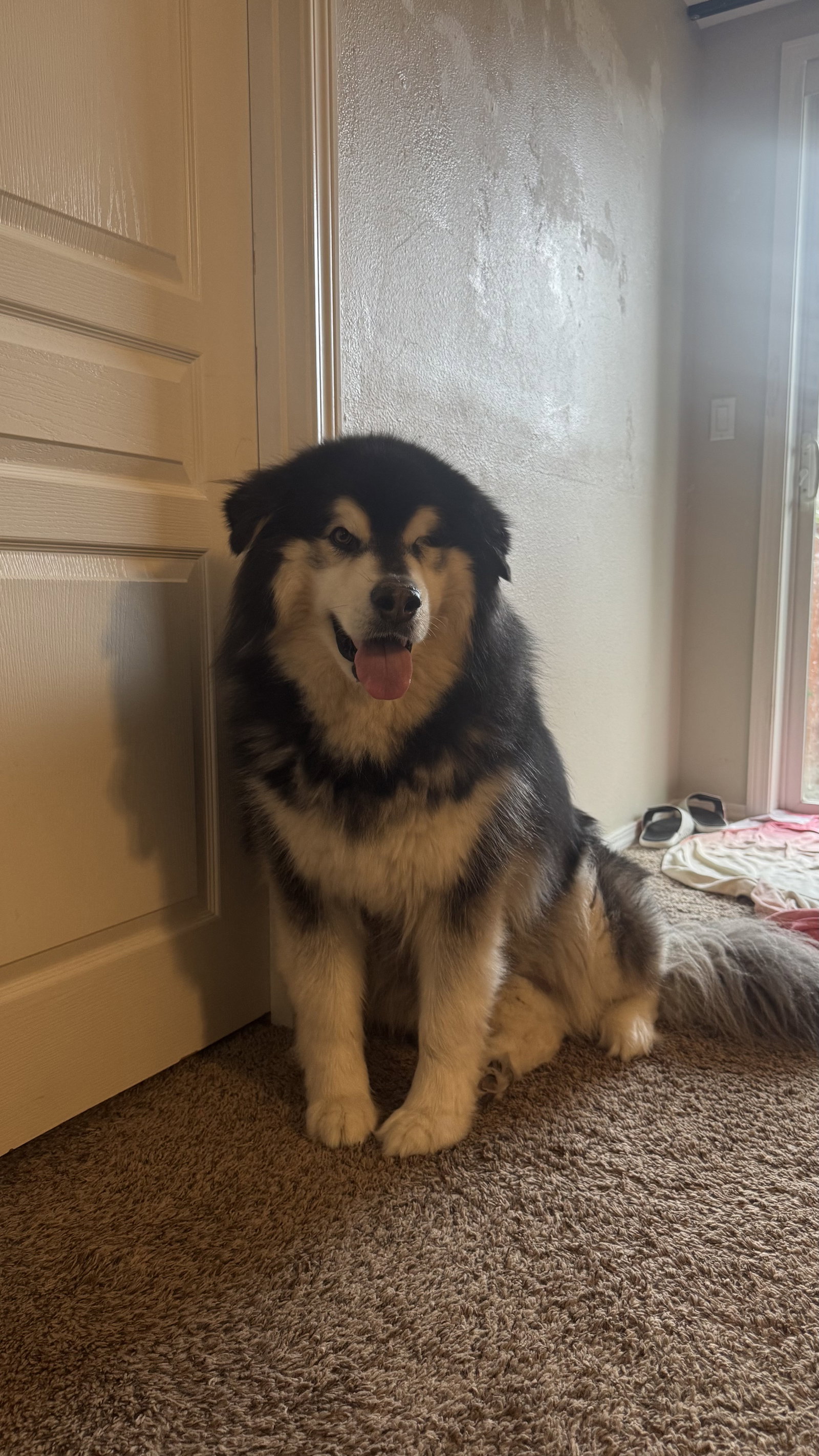 dog-image