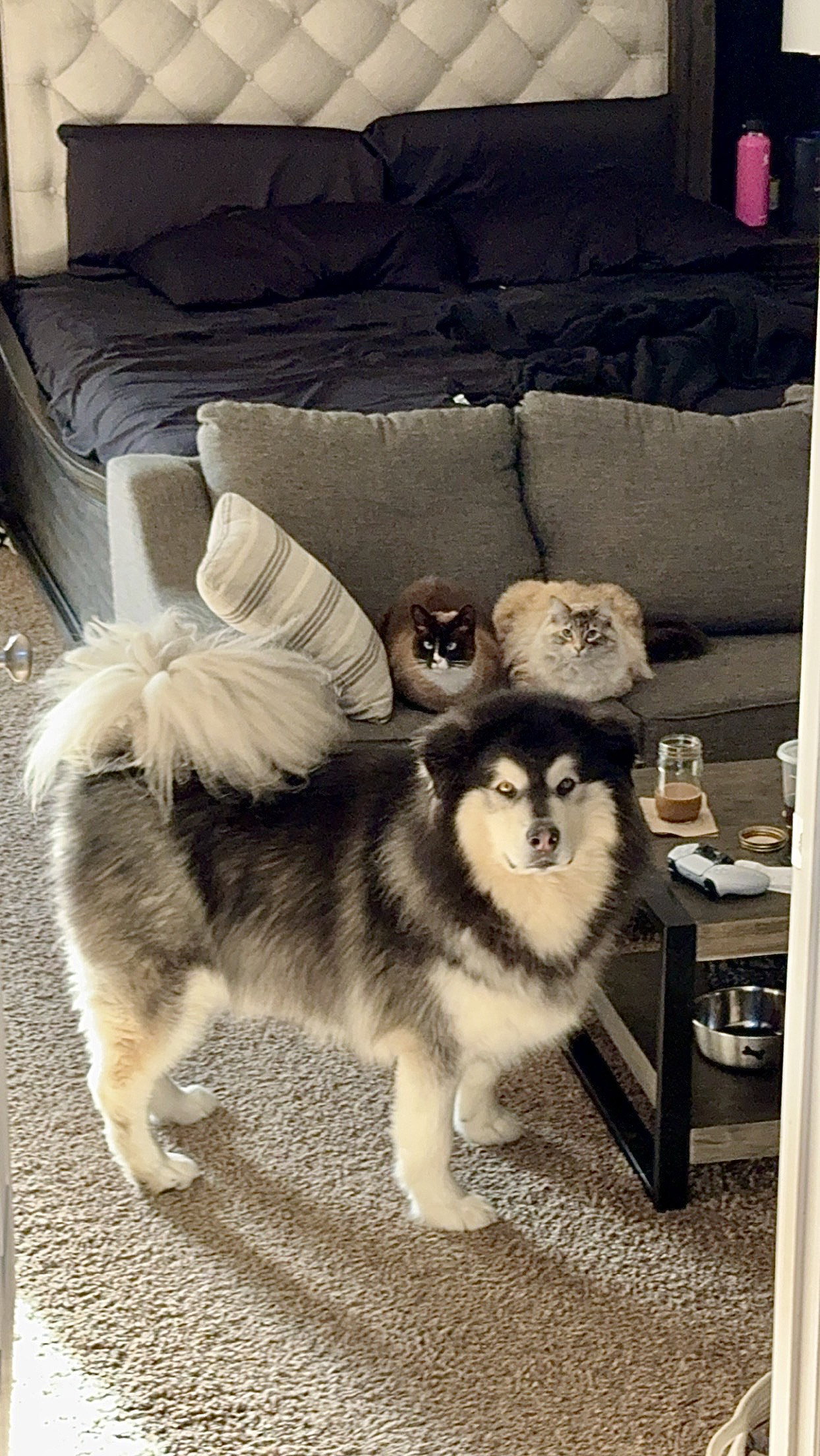 dog-image
