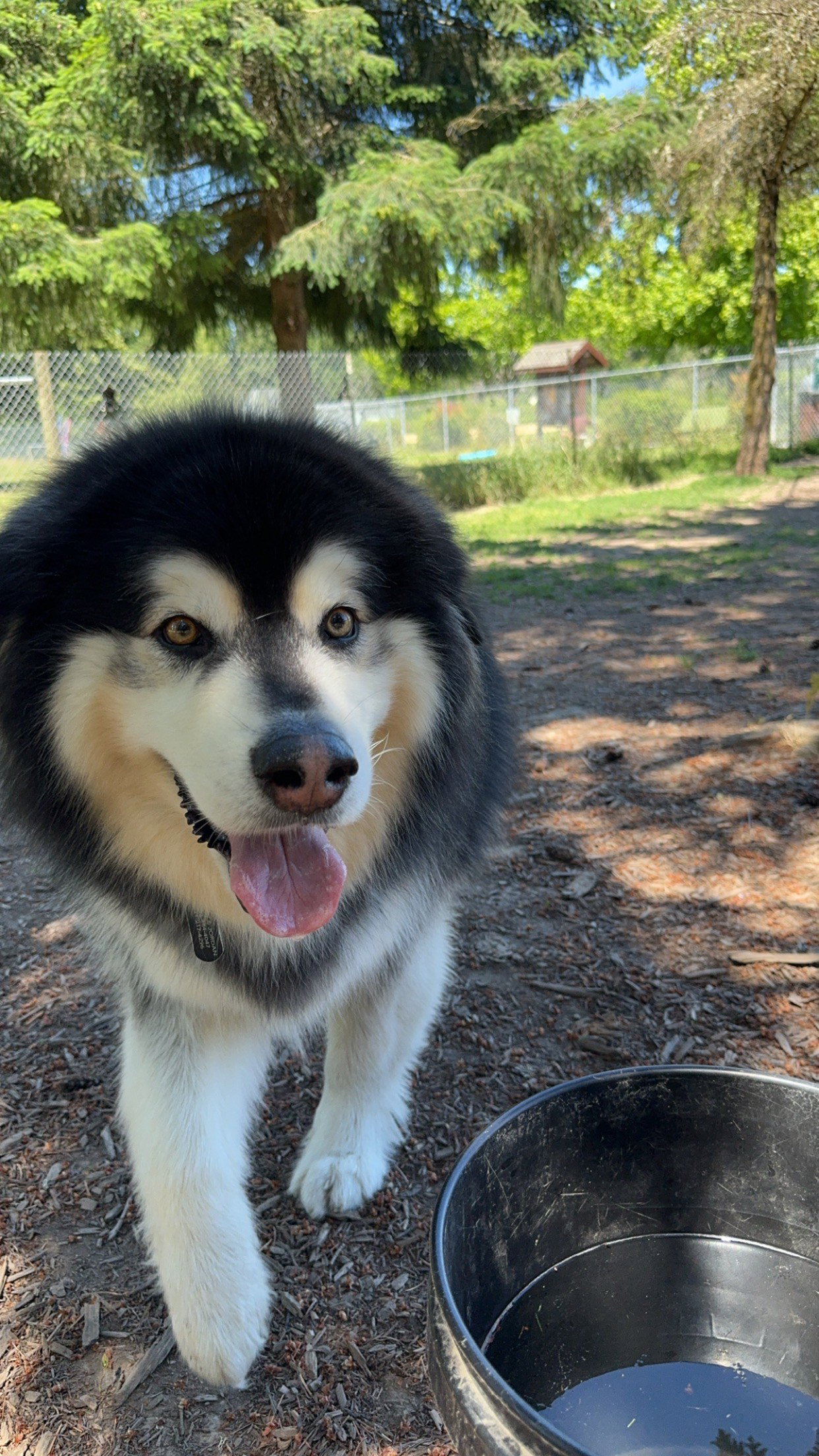 dog-image