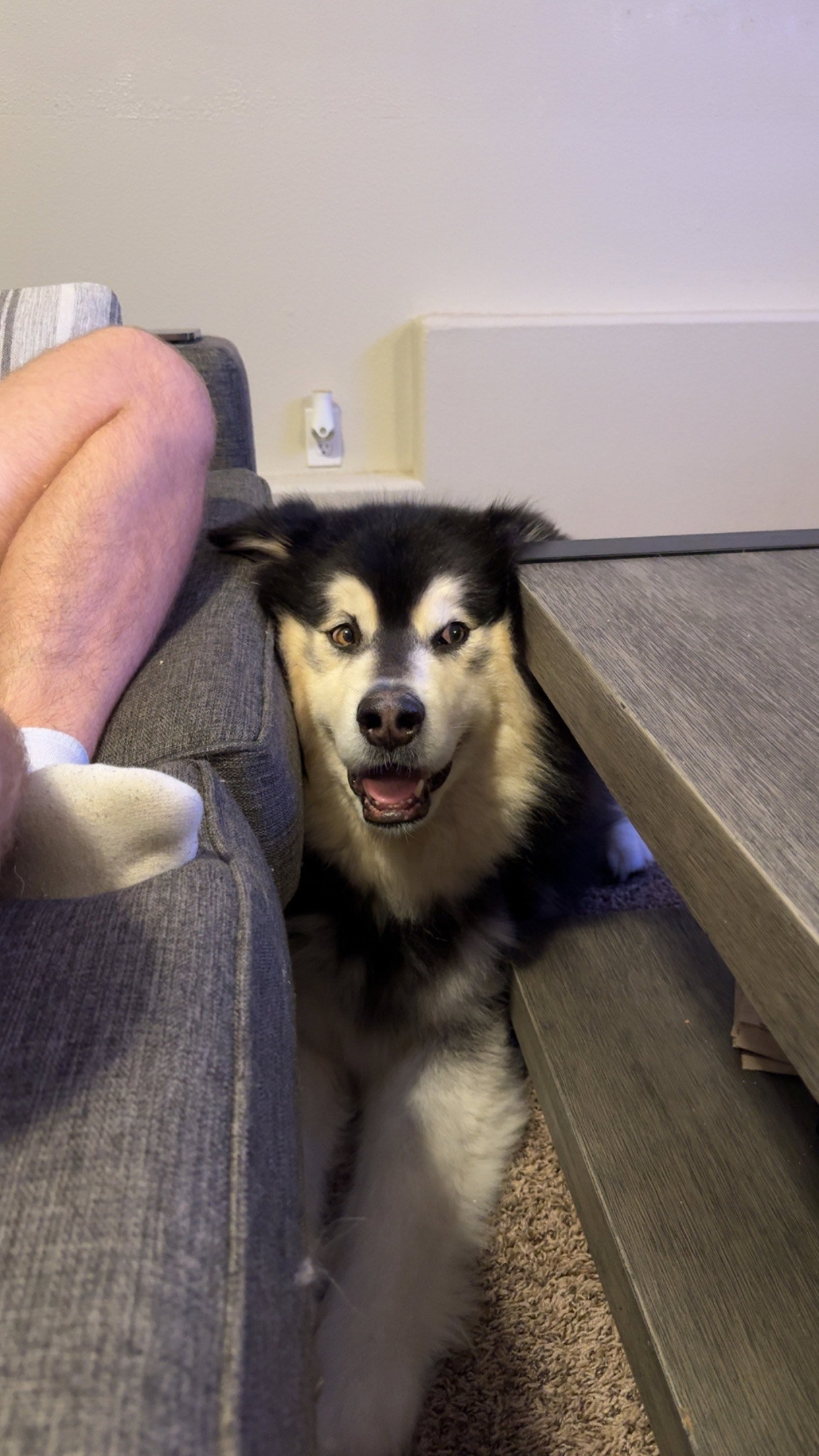dog-image