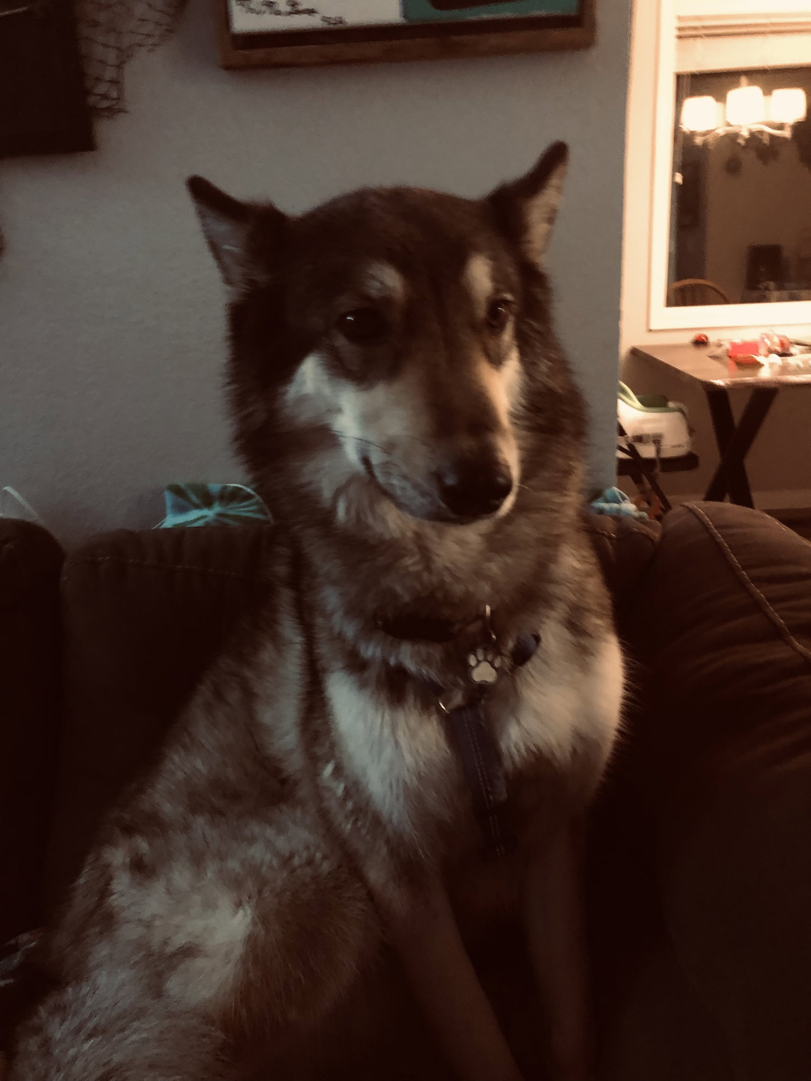 dog-image