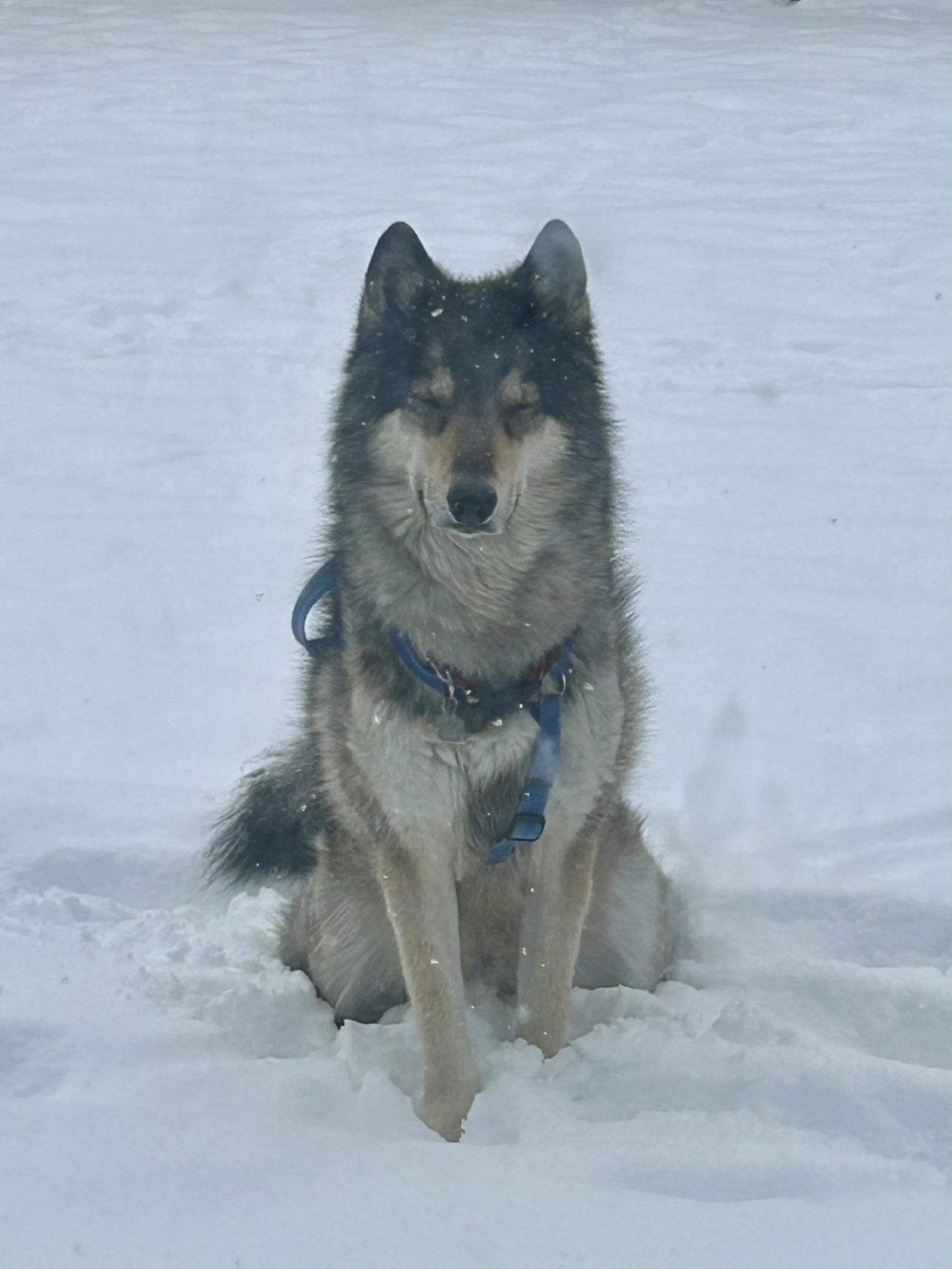 dog-image