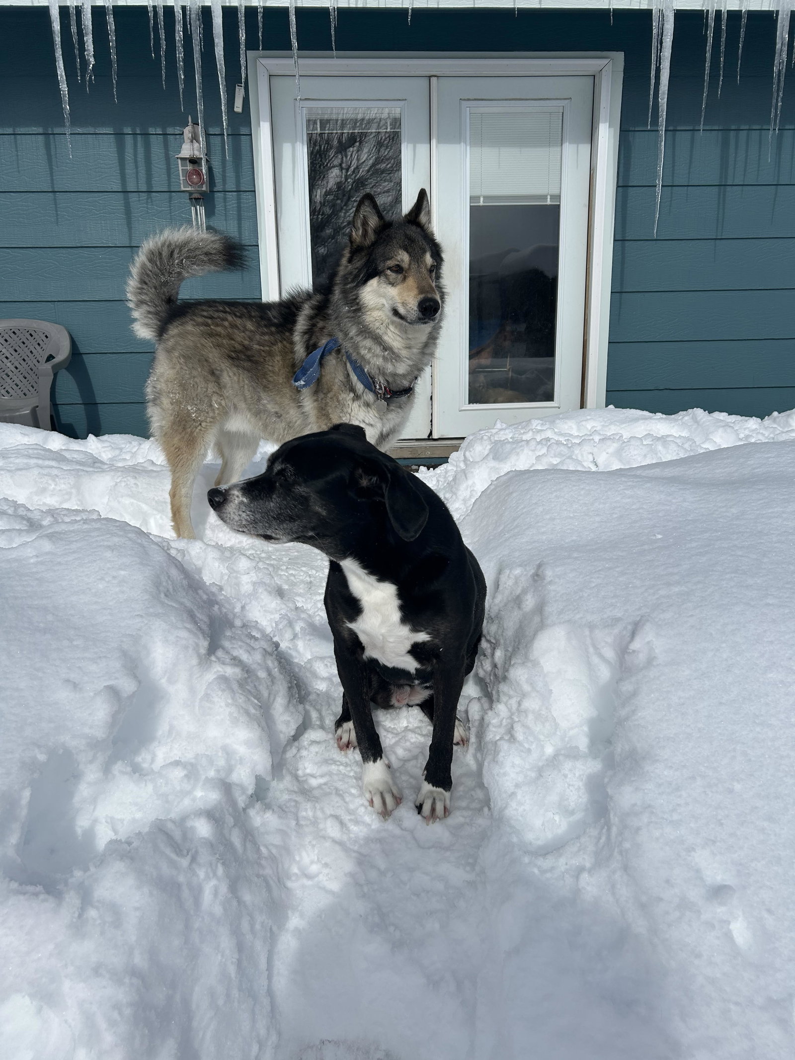 dog-image
