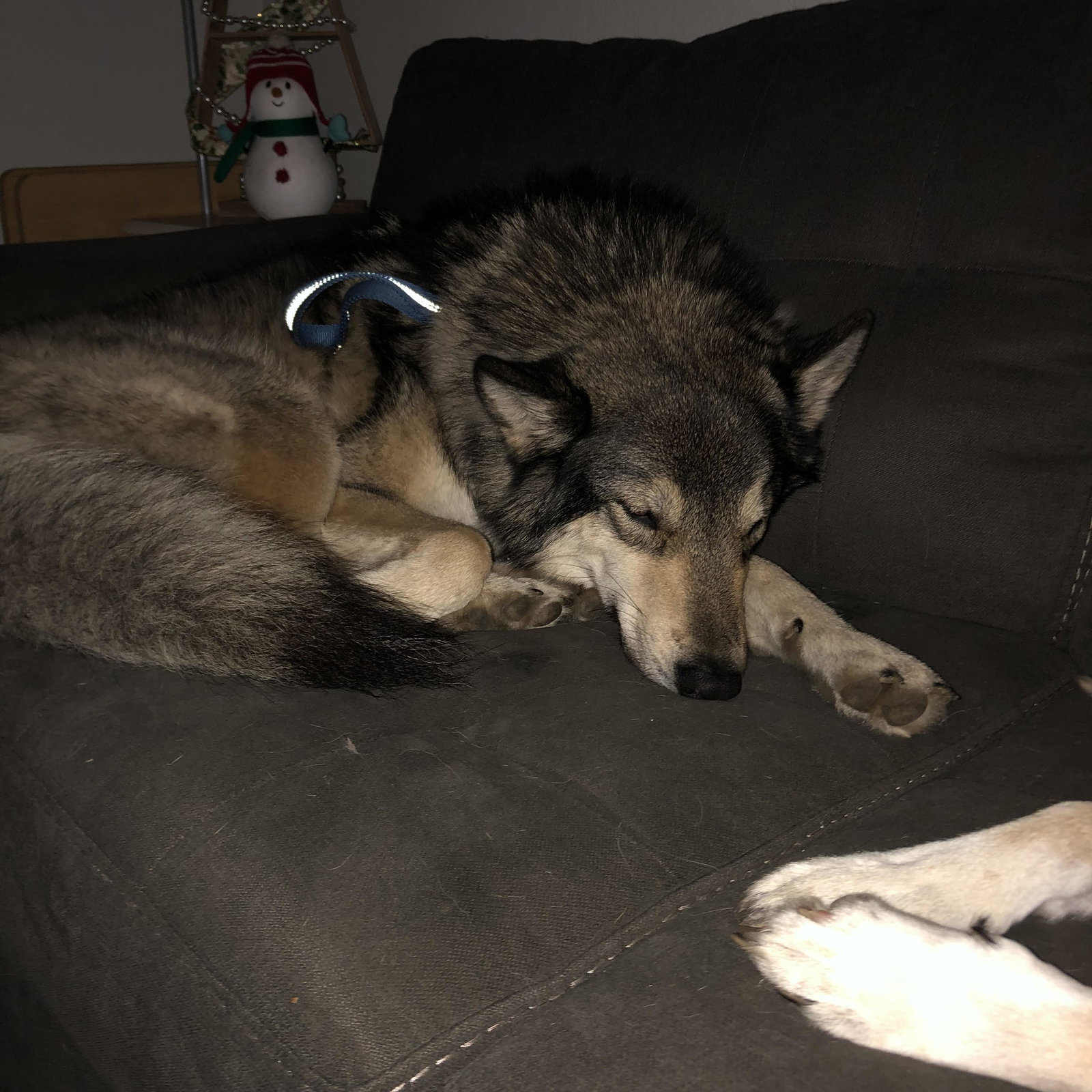 dog-image