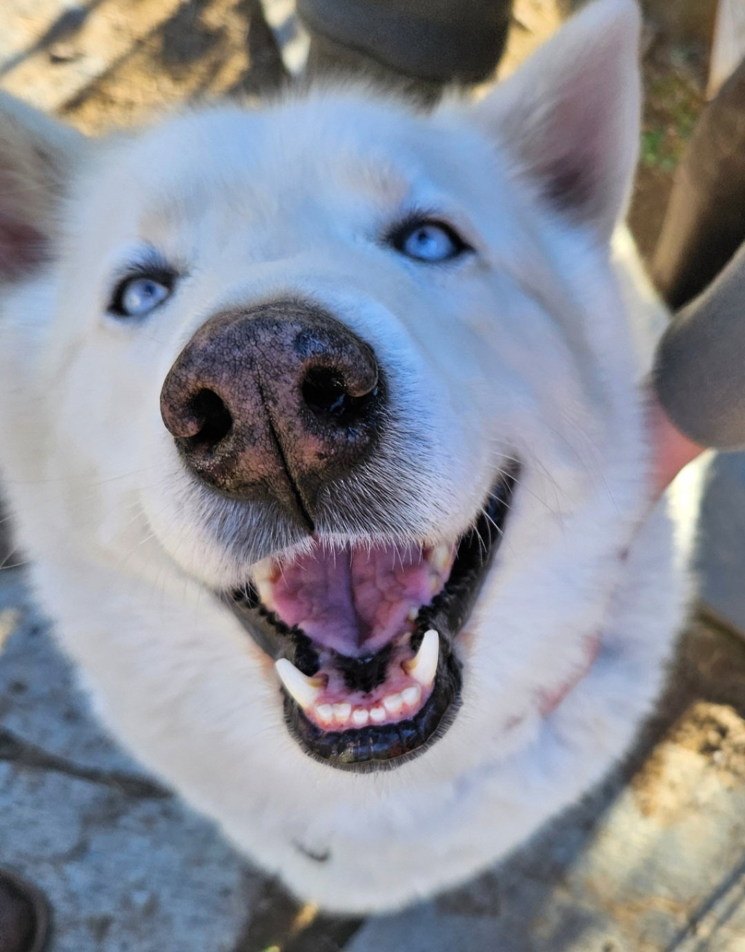 REX (Courtesy Listing)