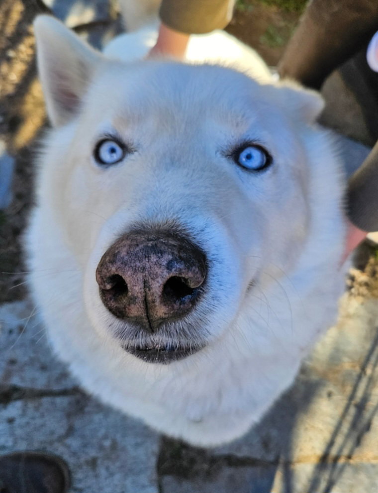dog-image