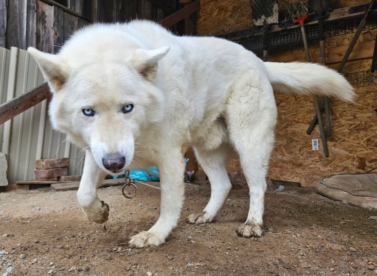 dog-image