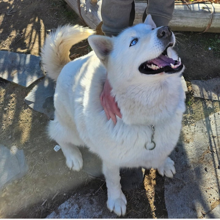 dog-image