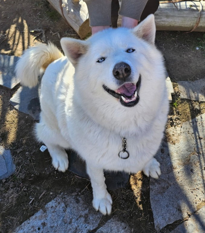 dog-image