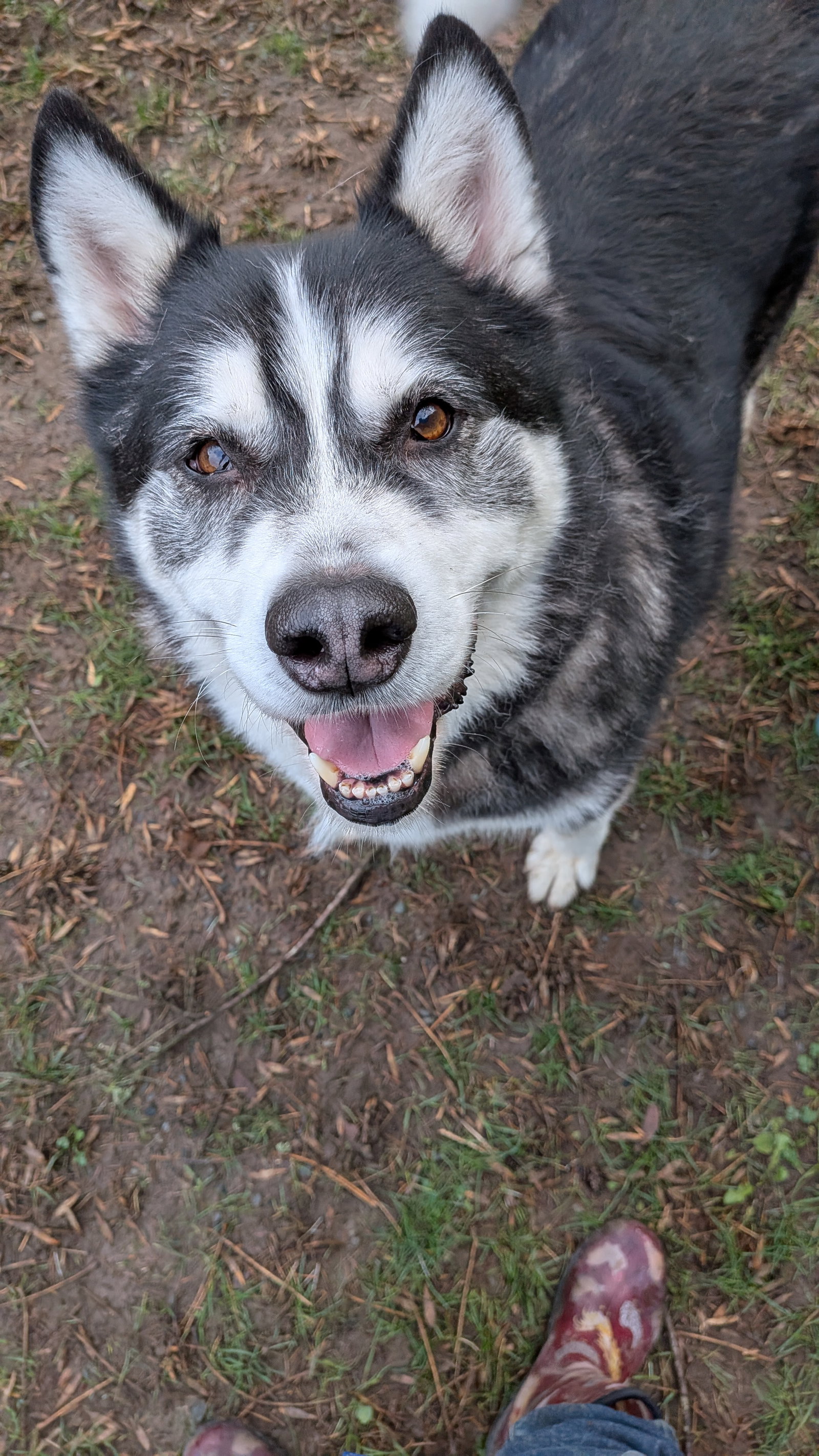 dog-image