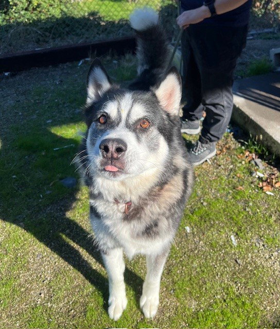 dog-image
