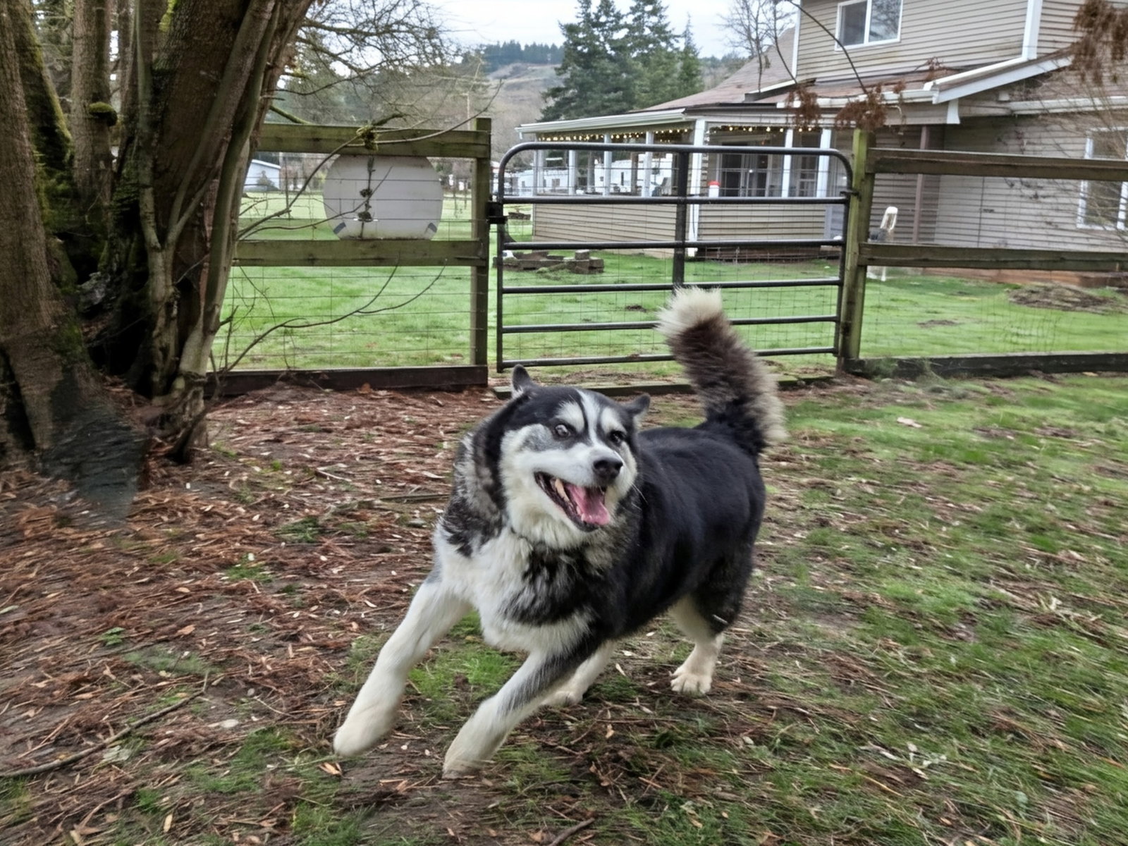 dog-image