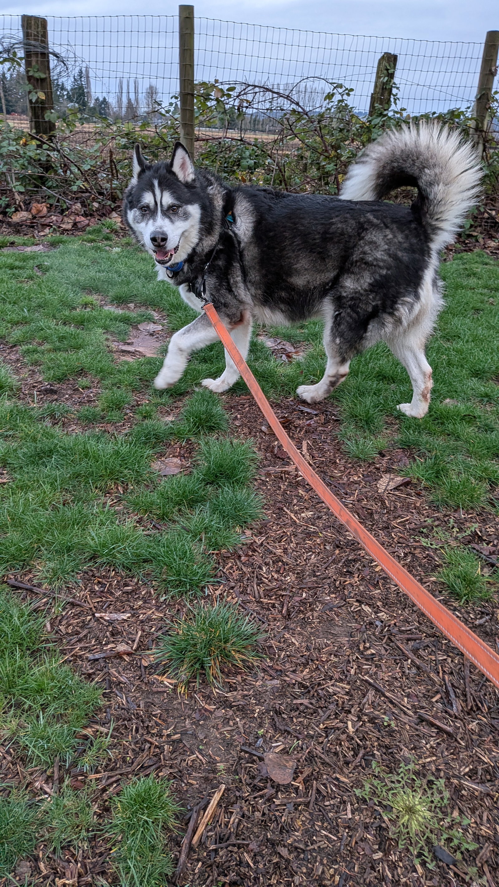dog-image