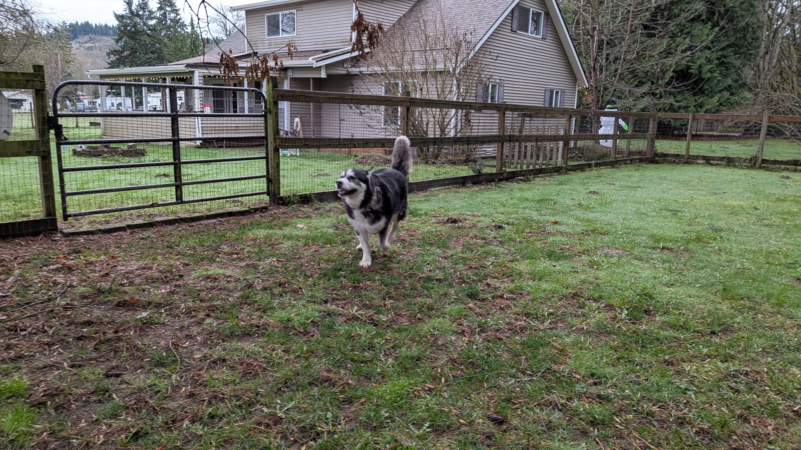 dog-image