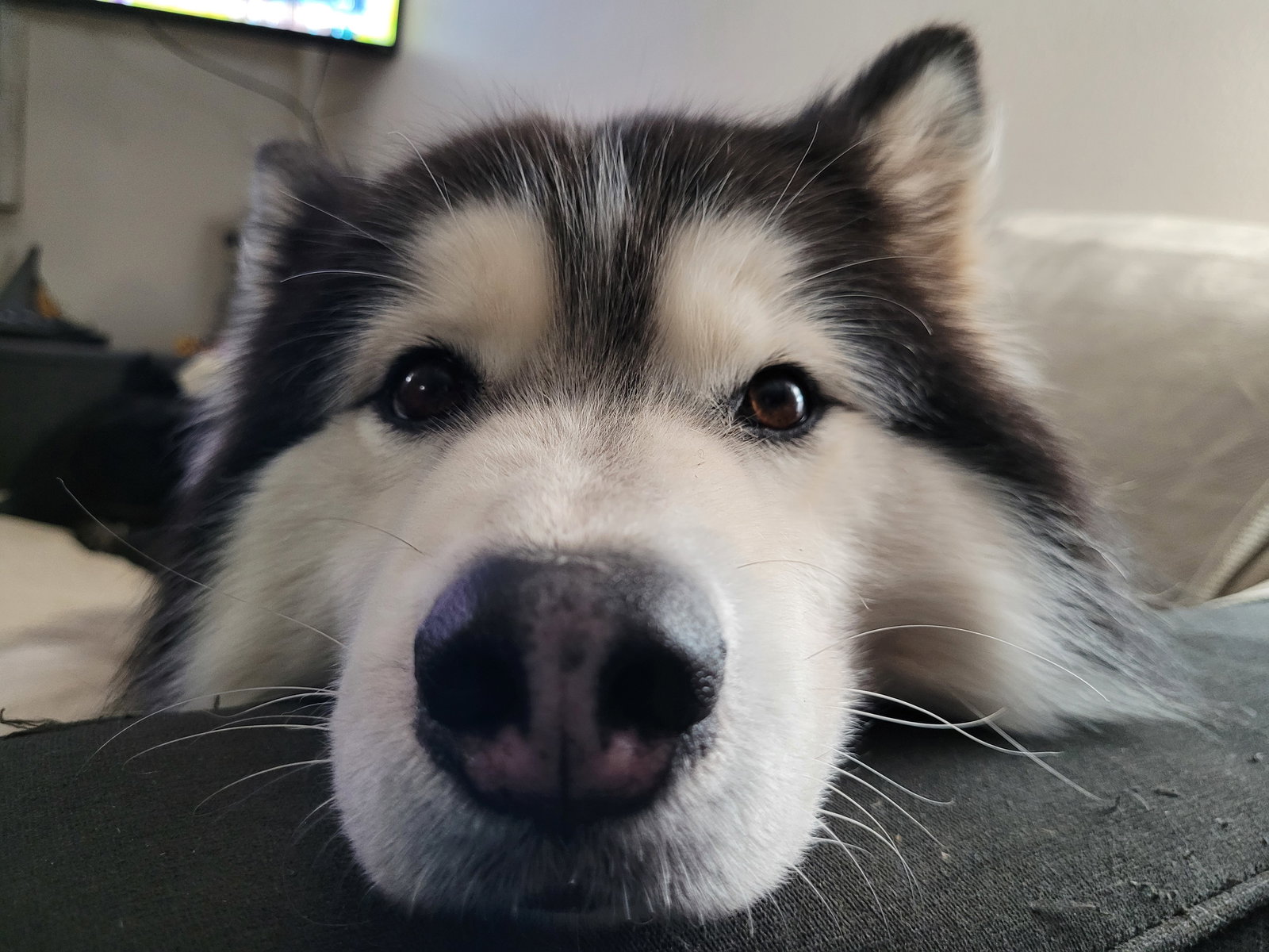 NALA (Courtesy Listing)