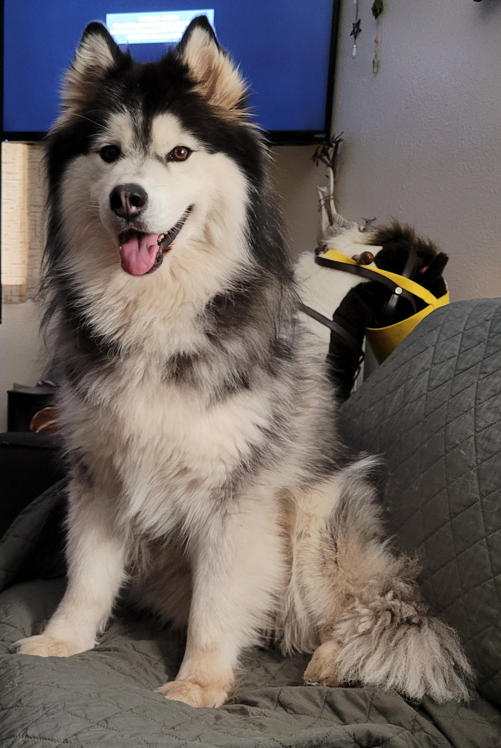 dog-image