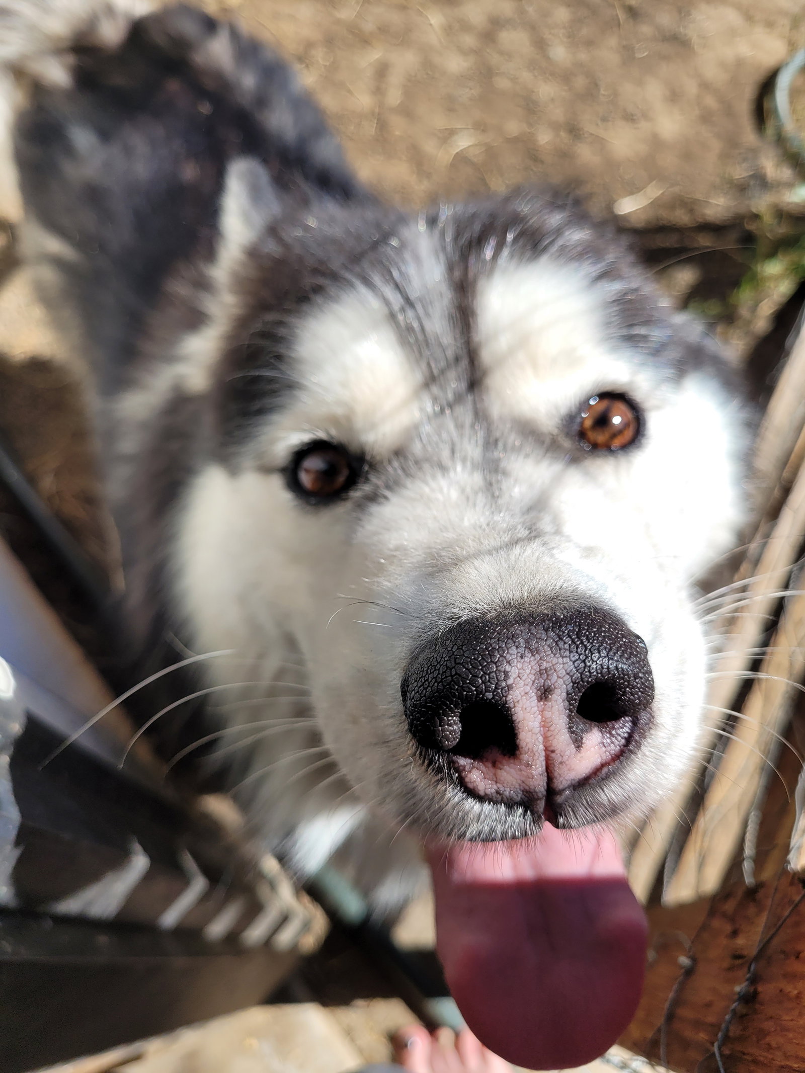 dog-image