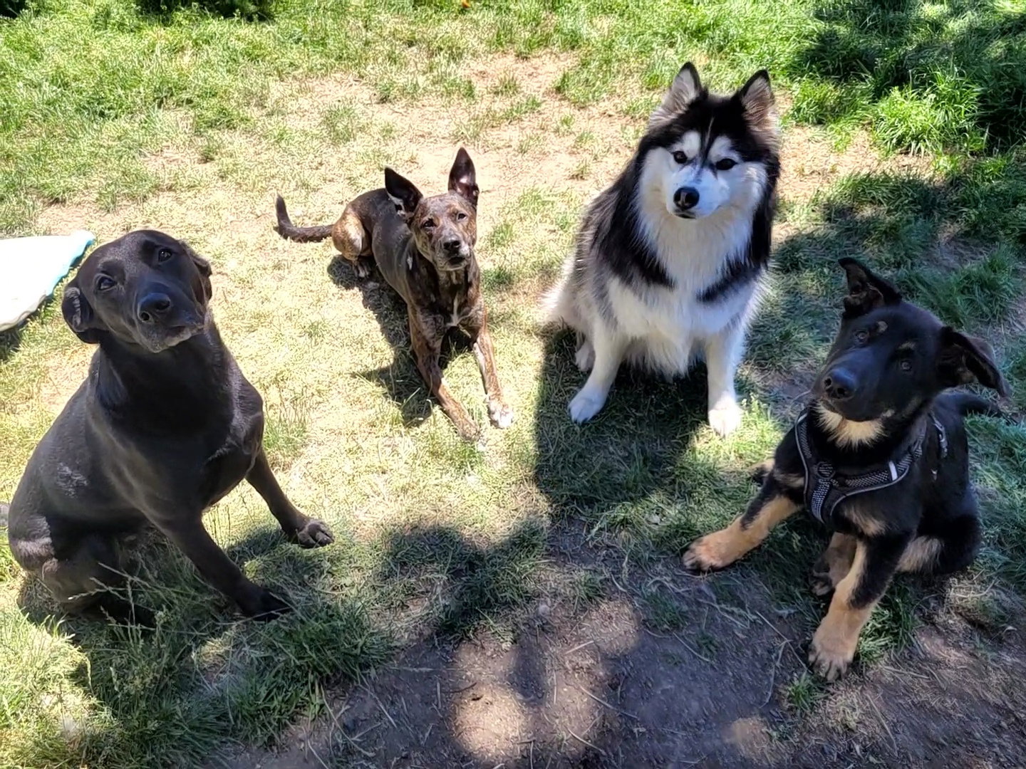 dog-image