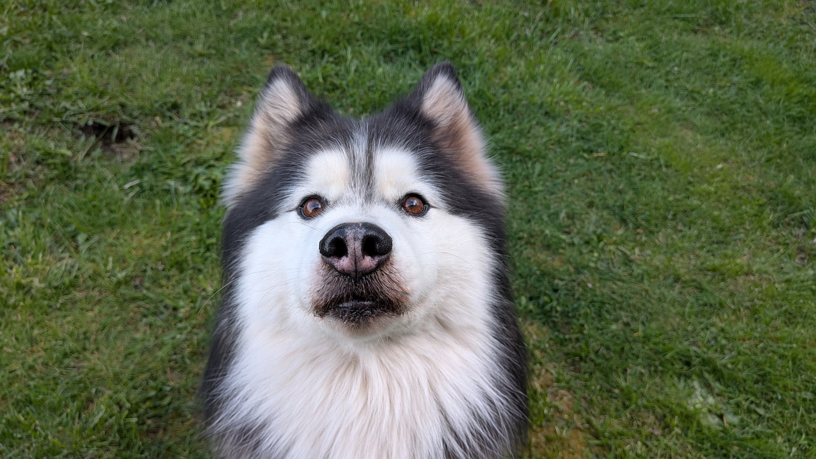 dog-image