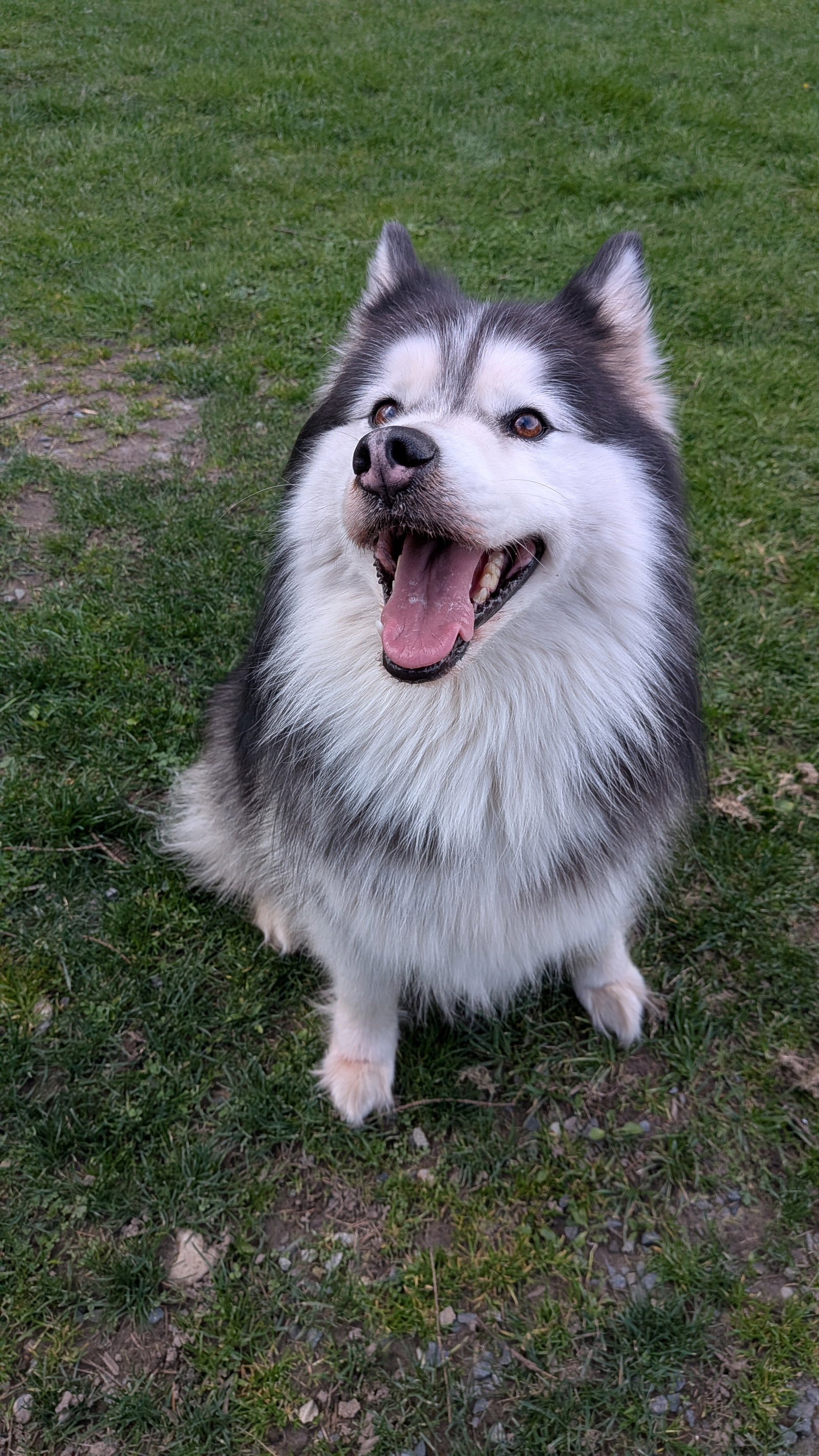 dog-image