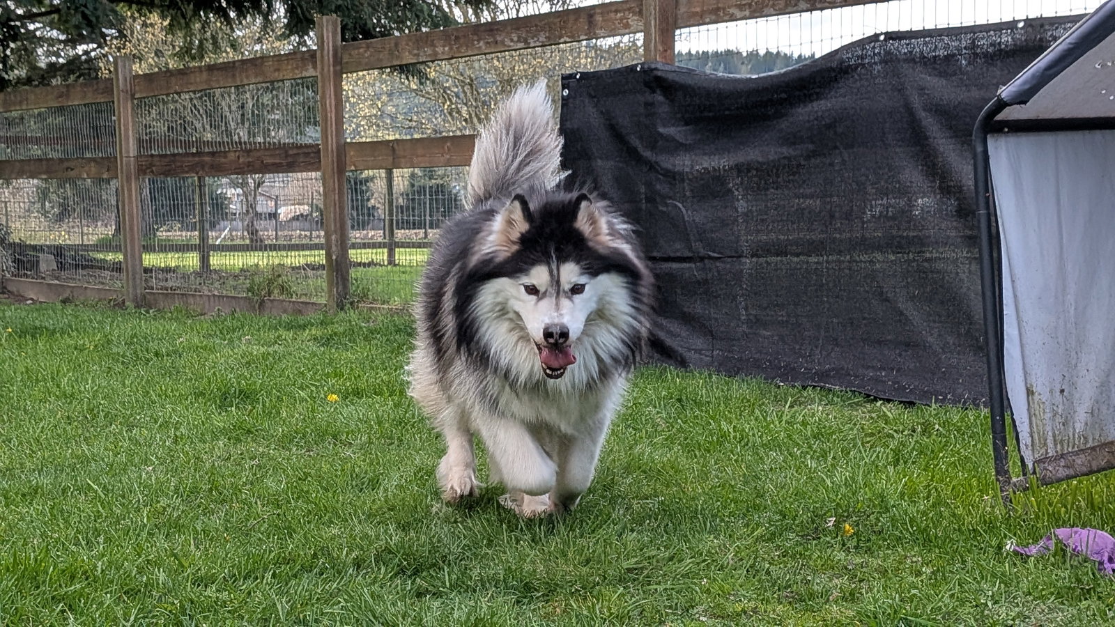 dog-image