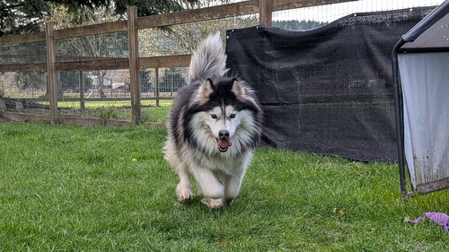 NALA, an adoptable Alaskan Malamute in Seattle, WA