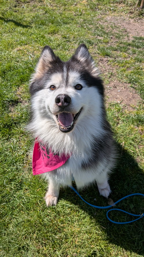 NALA, an adoptable Alaskan Malamute in Seattle, WA
