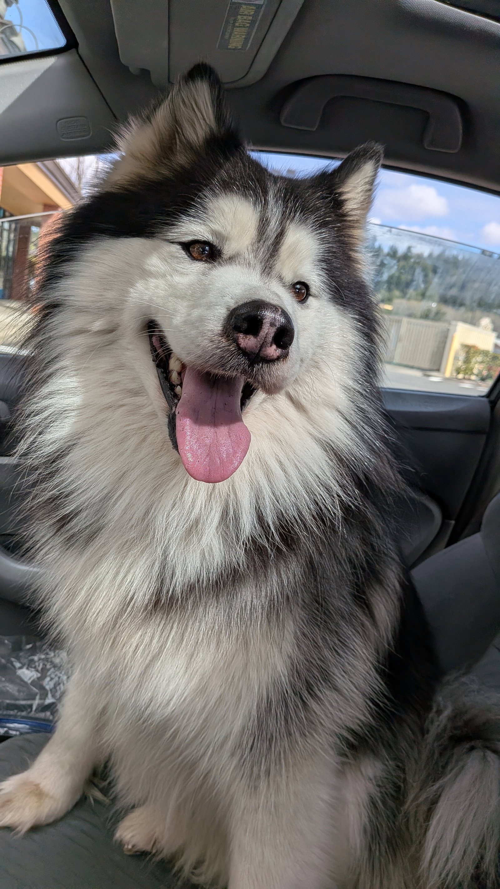 dog-image