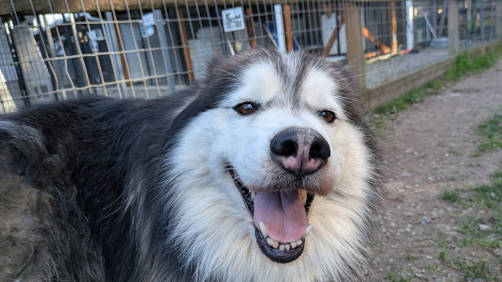 dog-image