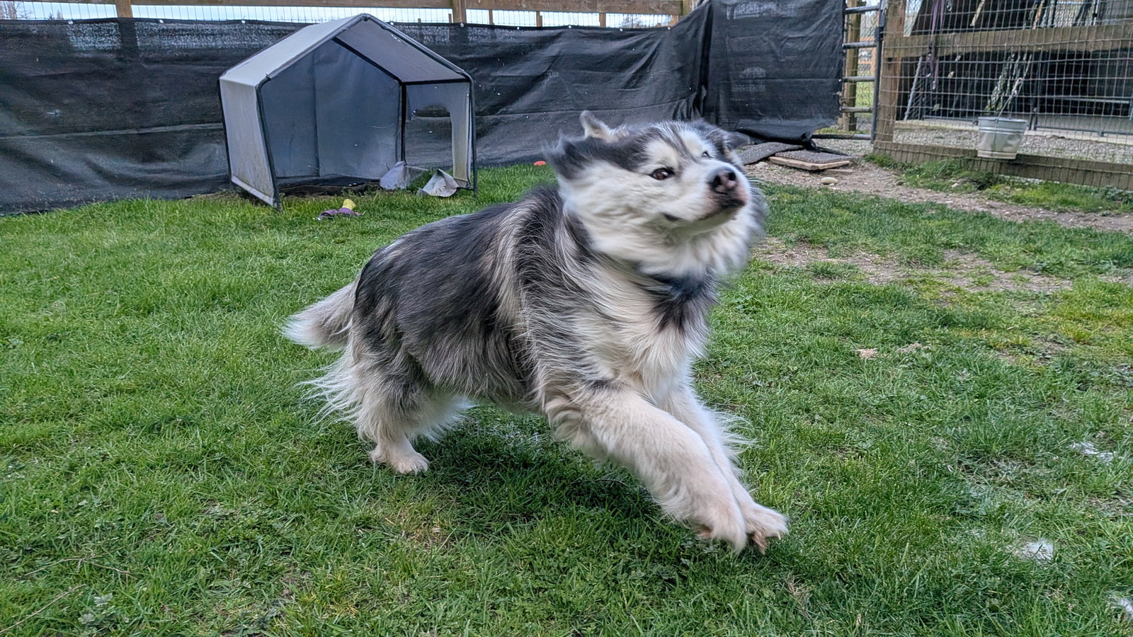 dog-image