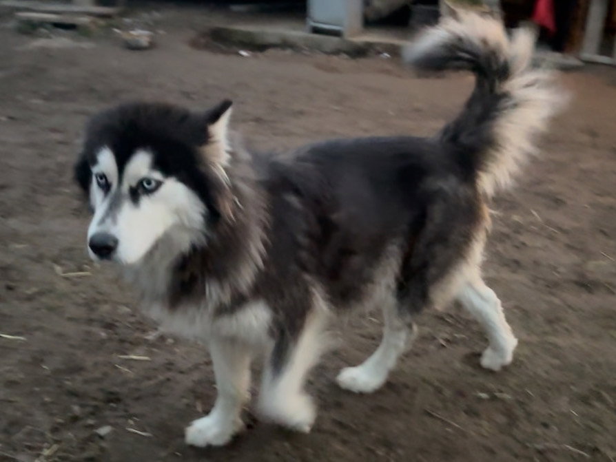 dog-image