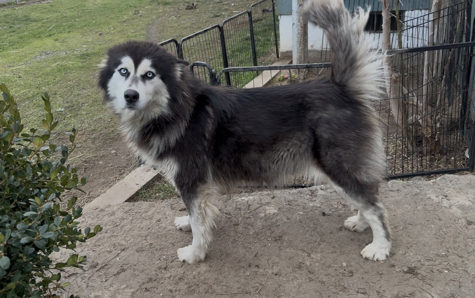 dog-image