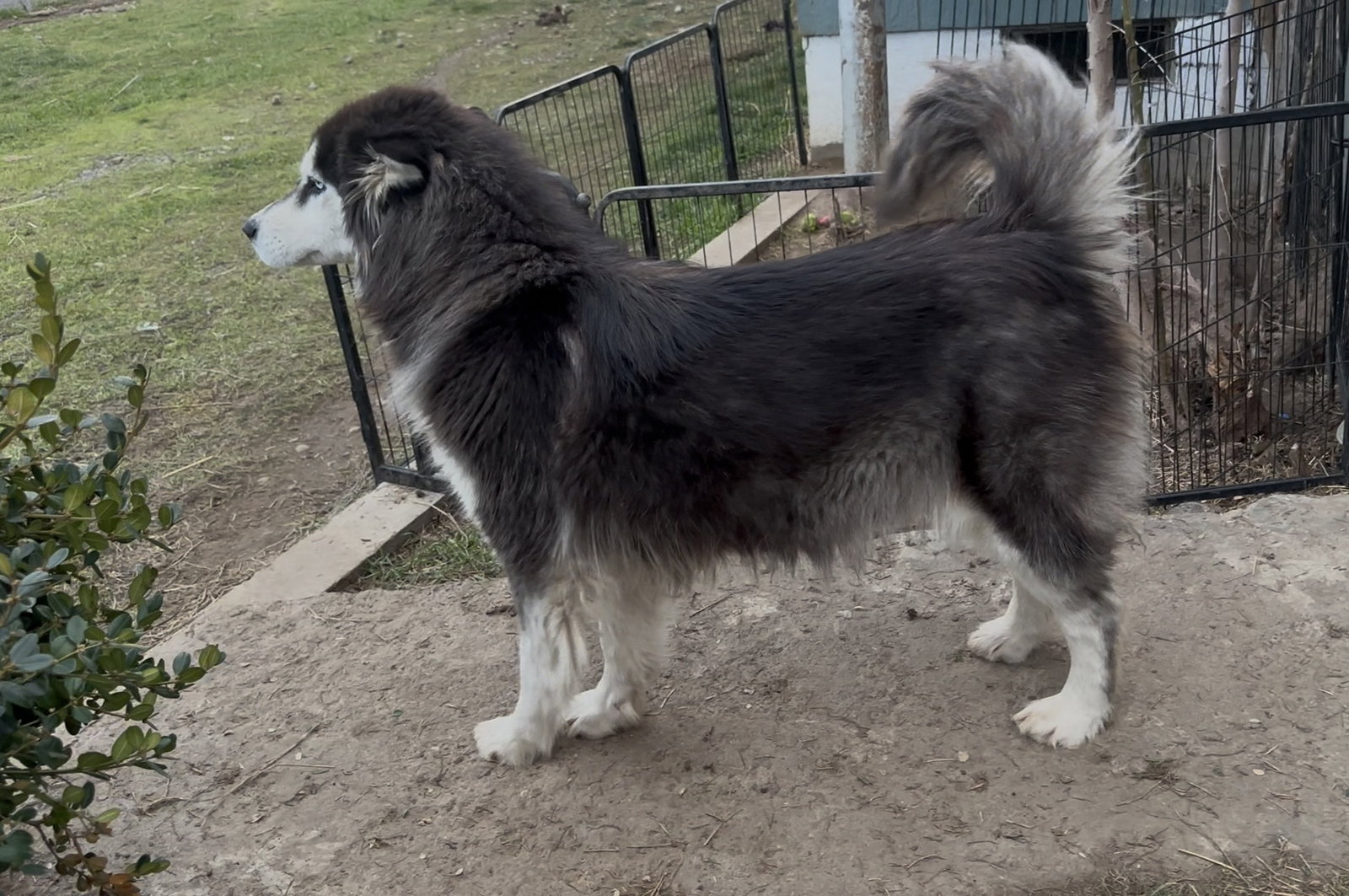 dog-image