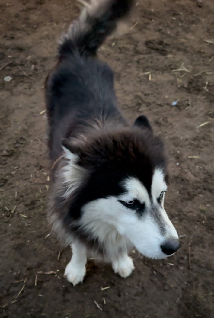 dog-image