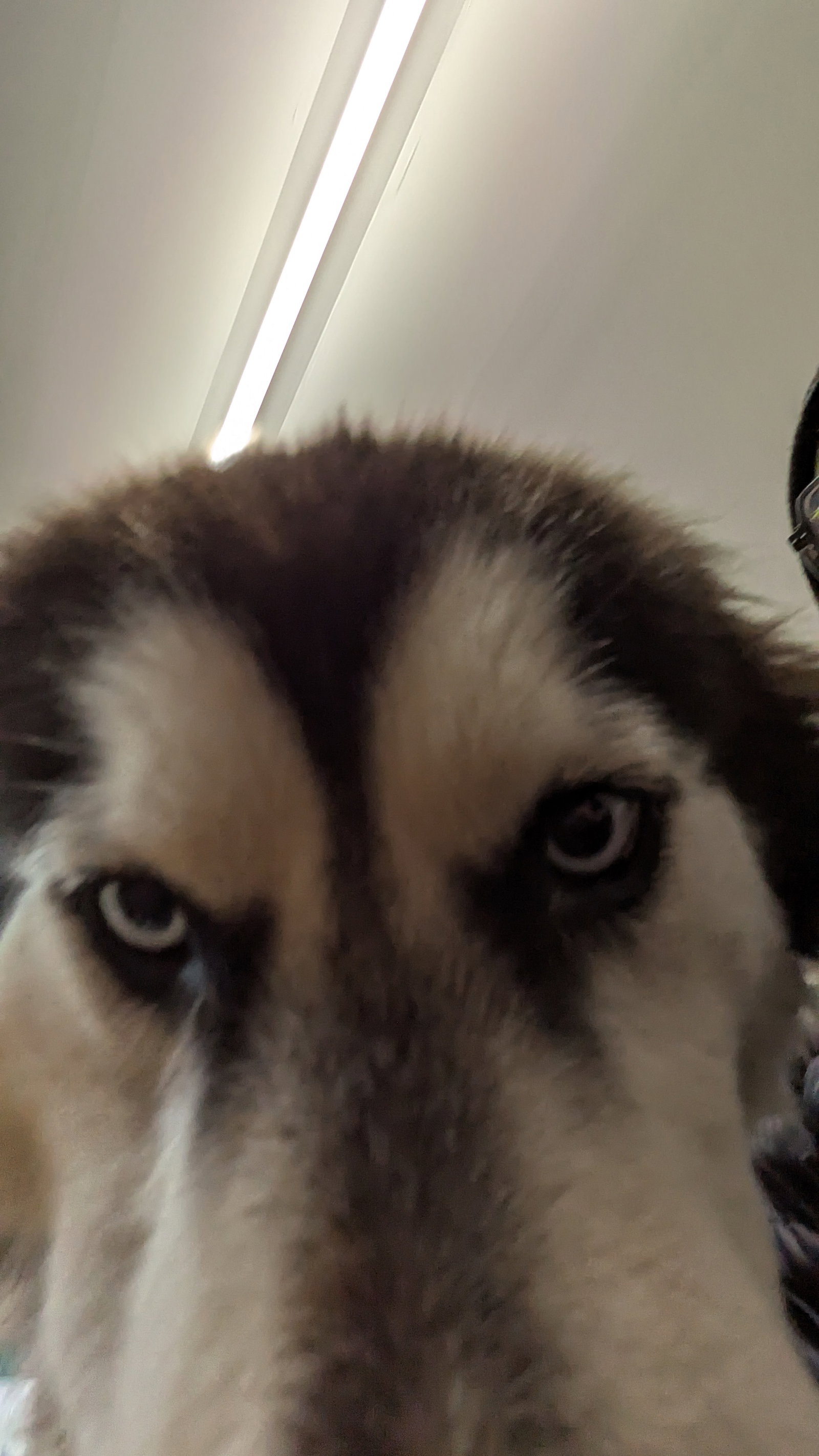 dog-image