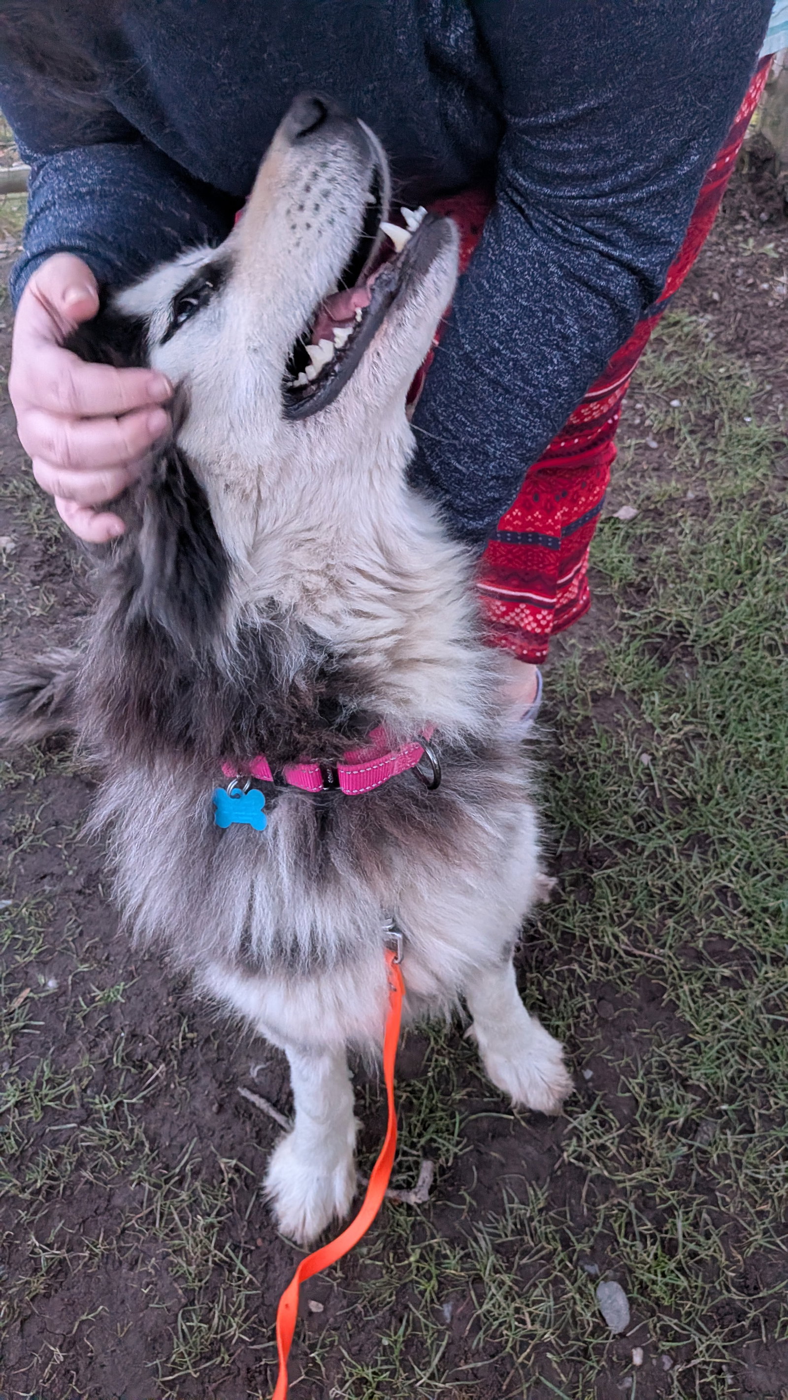 dog-image