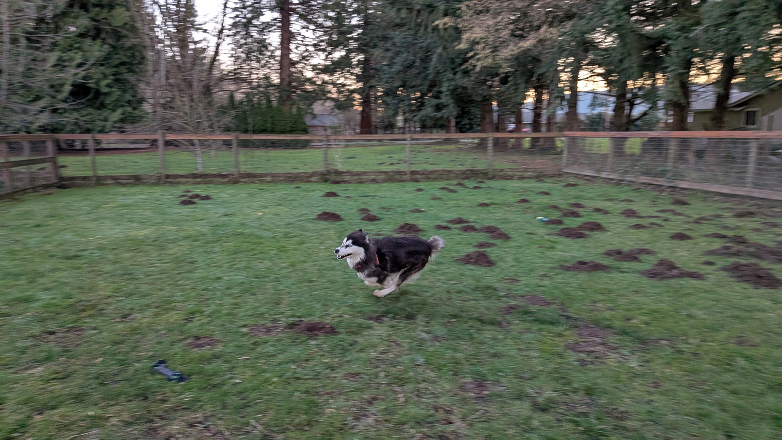 dog-image