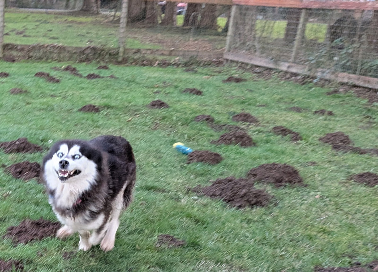 dog-image