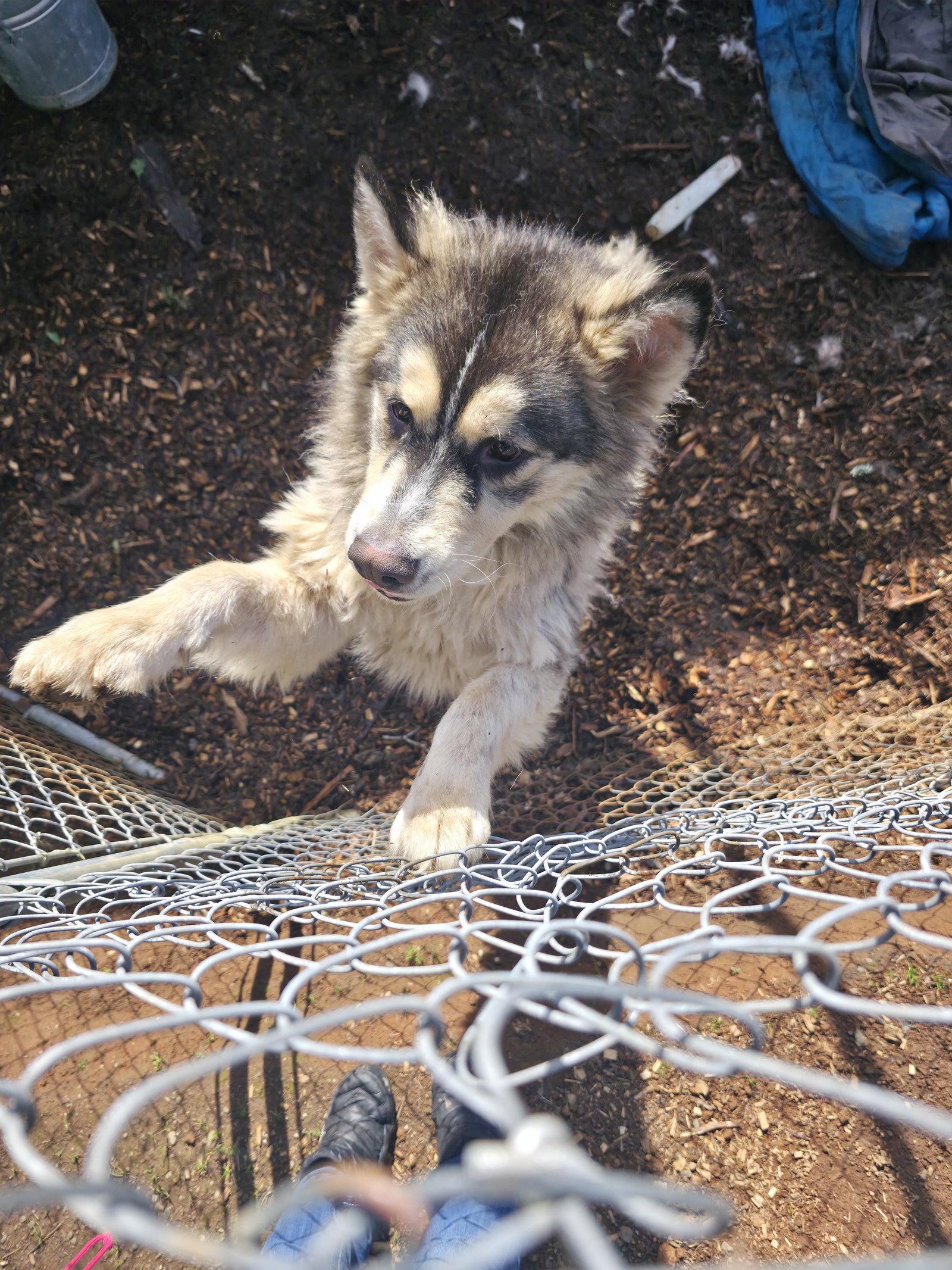 dog-image