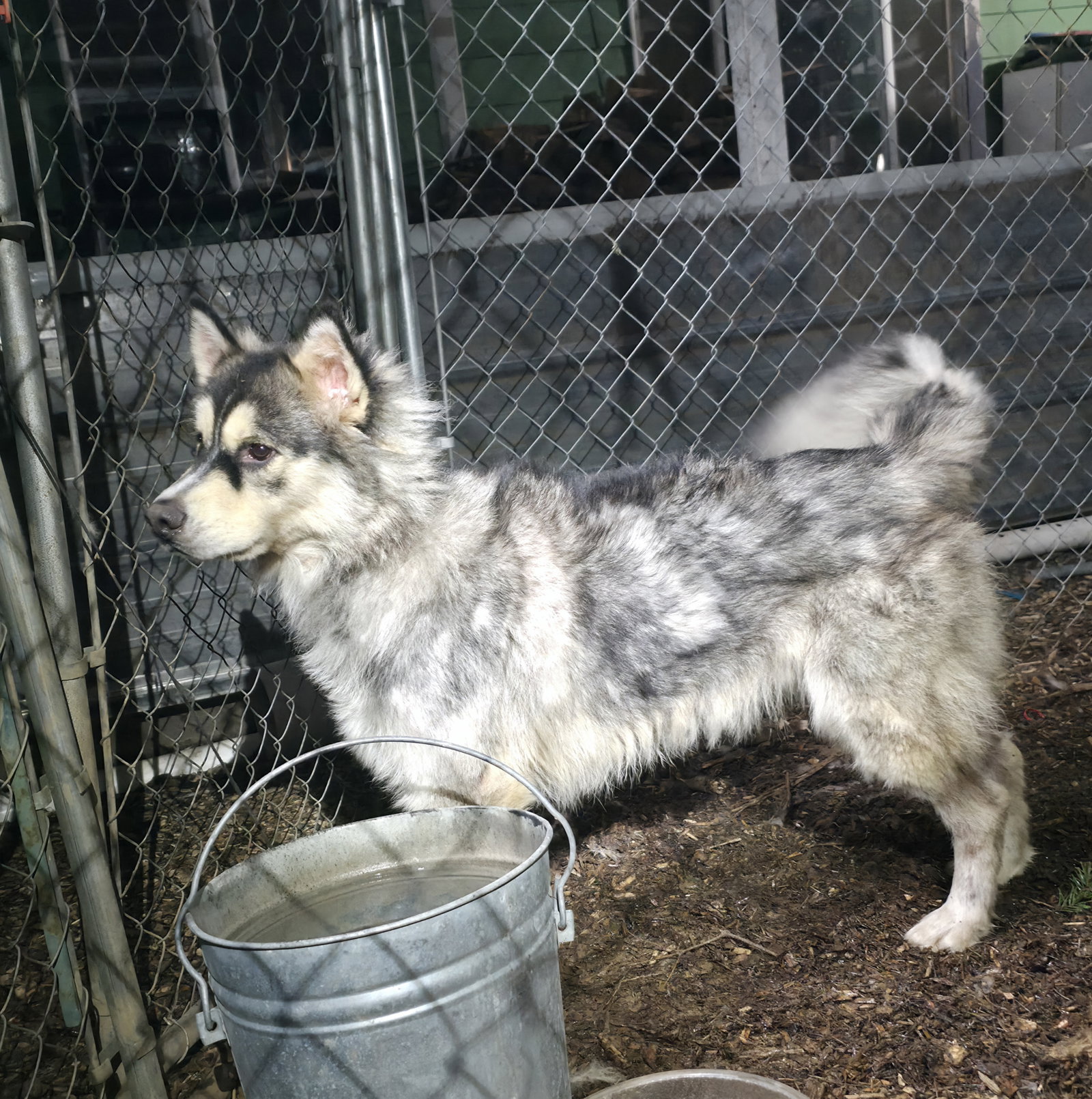 dog-image