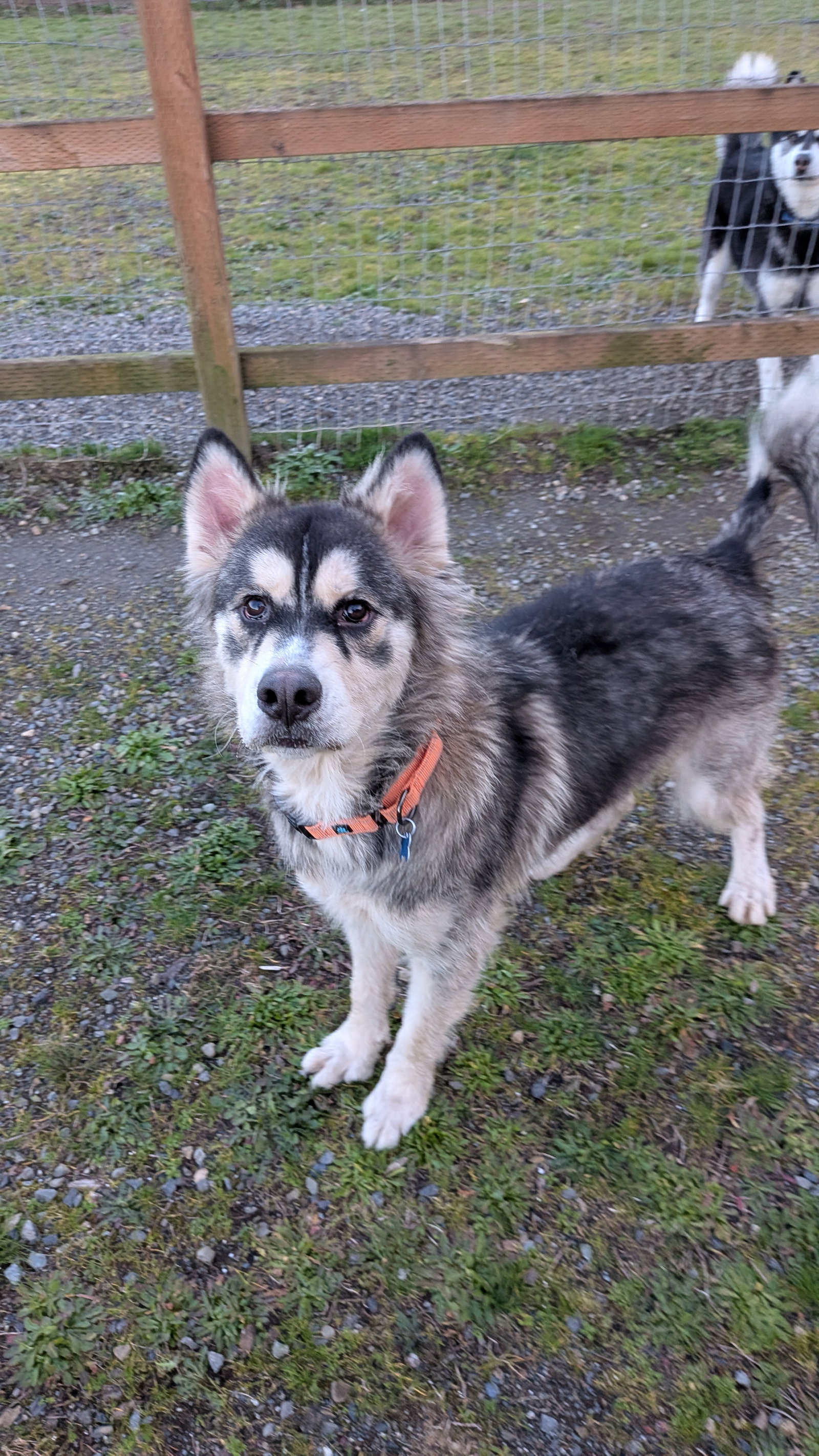 JAK