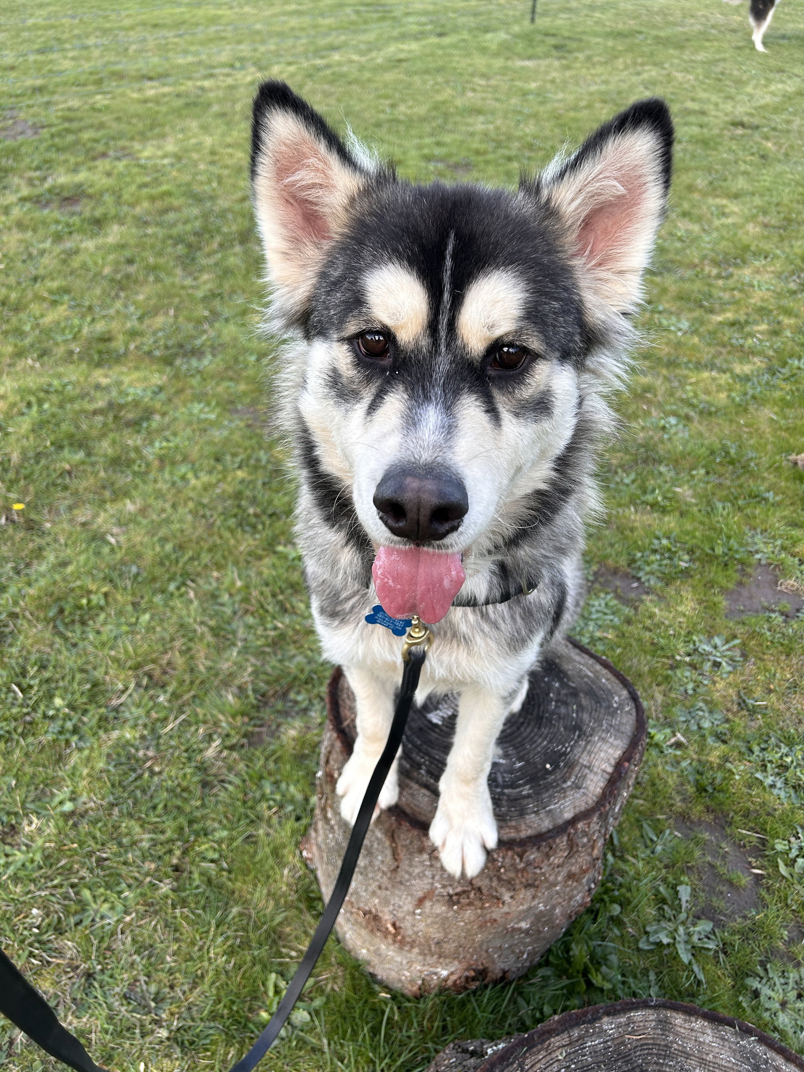 JAK