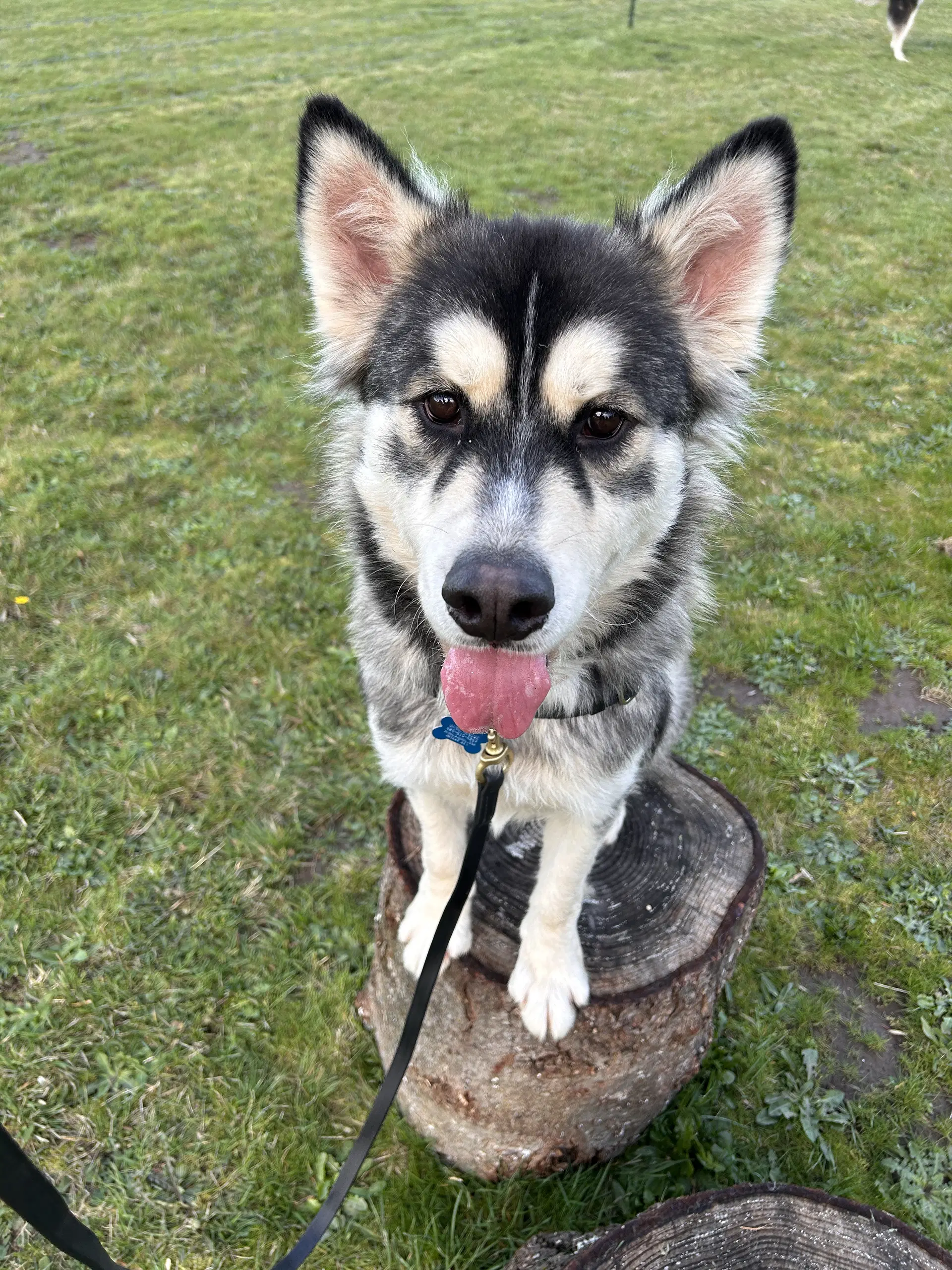 Jak - Alaskan Malamute