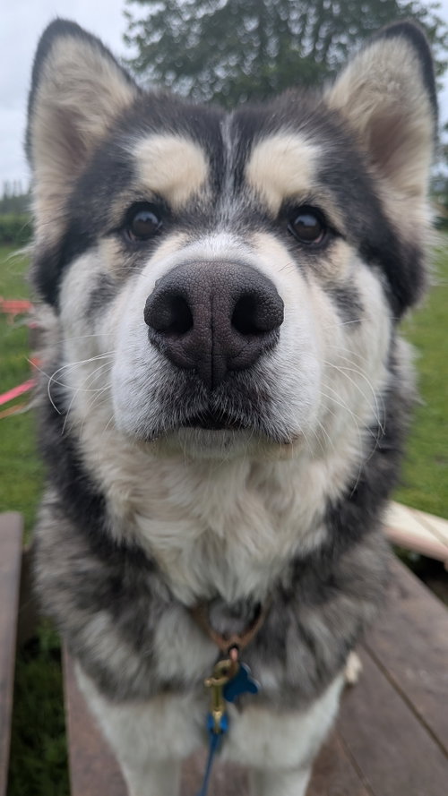 JAK