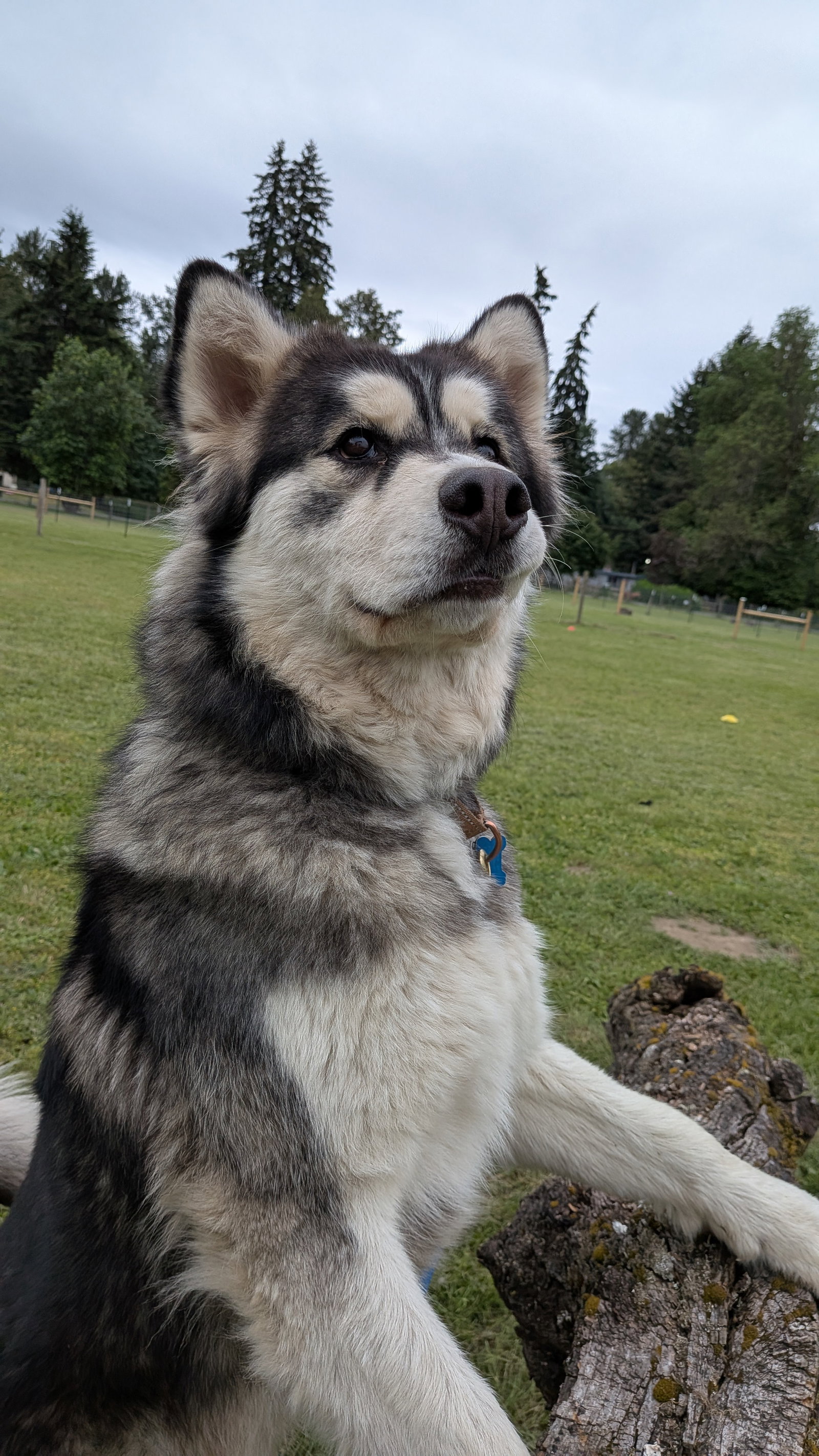 dog-image