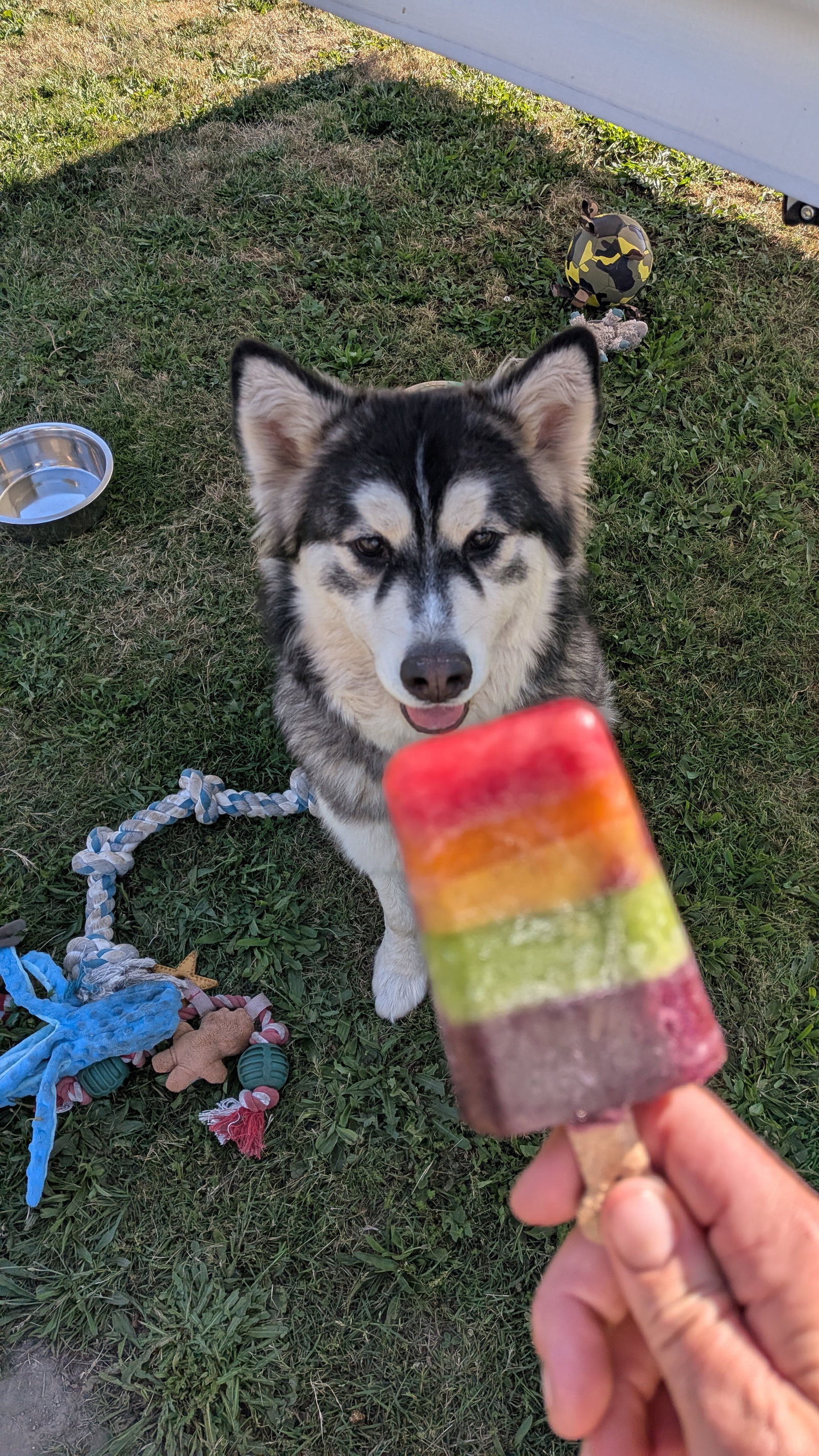 dog-image