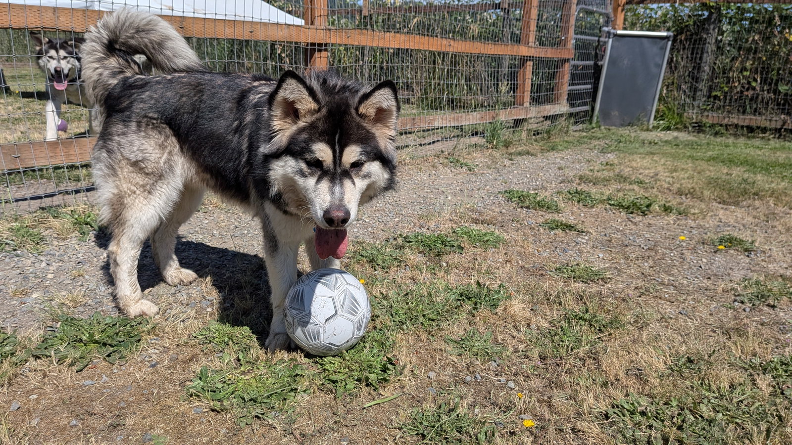 dog-image