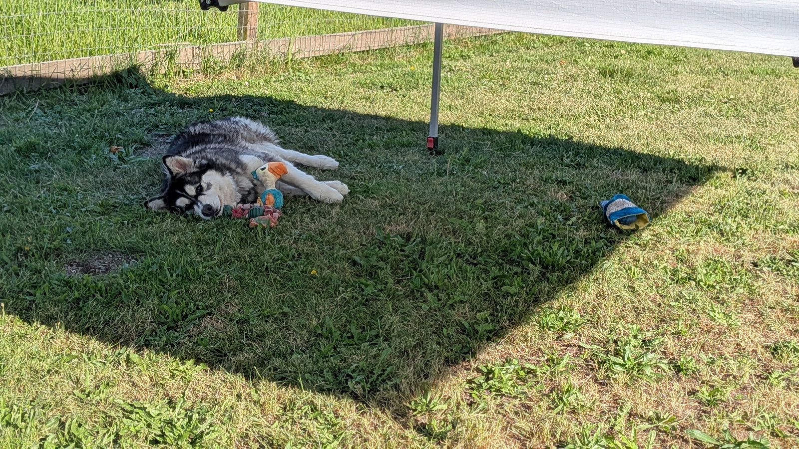 dog-image