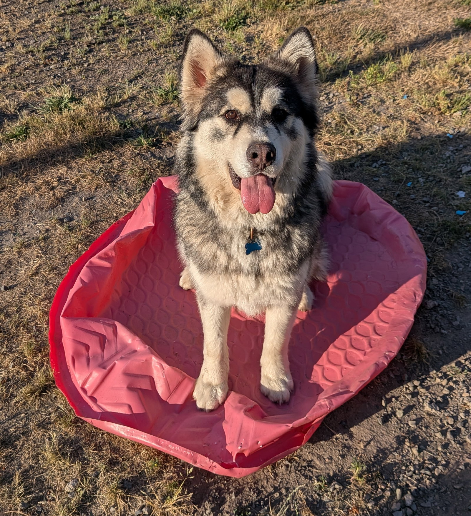 dog-image